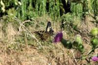 Papilio machaon
