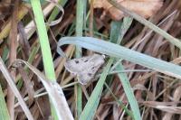 Agrotis exclamationis