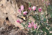 Papilio machaon