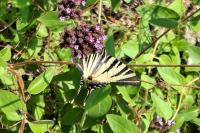 Iphiclides podalirius
