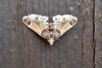 Pyralis farinalis
