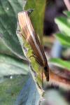 Agriphila tristella