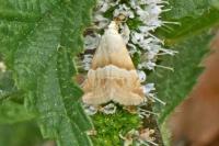 Eublemma parva