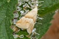 Eublemma parva