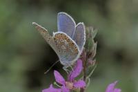 Polyommatus icarus