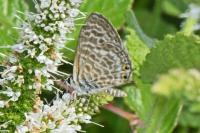 Leptotes pirithous