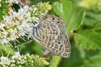 Leptotes pirithous