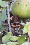 Vanessa atalanta