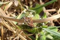 Pyrausta aurata