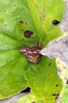 Pyrausta purpuralis