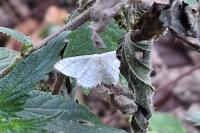 Idaea subsericeata