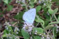 Celastrina argiolus