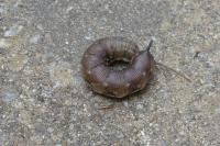 Deilephila elpenor
