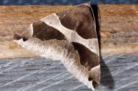 Dysgonia algira