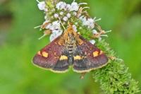 Pyrausta aurata