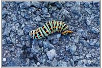 Papilio machaon