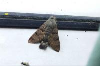 Macroglossum stellatarum