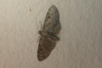 Eupithecia virgaureata
