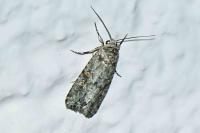 Spodoptera exigua