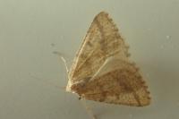Aspitates ochrearia