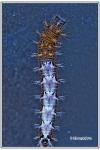 Polygonia c-album