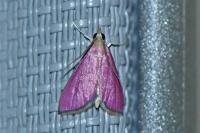 Pyrausta