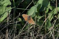 Melitaea didyma