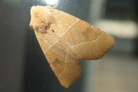Atethmia centrago