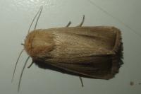 Sesamia nonagrioides