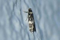 Oegoconia caradjai