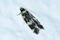 Oegoconia caradjai