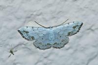 Scopula ornata