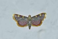 Hypsopygia costalis