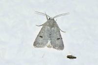 Caradrina kadenii