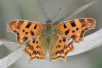 Polygonia c-album