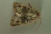Hecatera dysodea