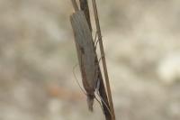 Agriphila inquinatella