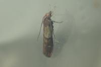 Plodia interpunctella