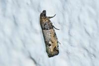Notocelia incarnatana