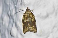 Acleris rhombana