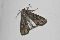 Mniotype solieri