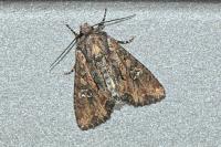 Mniotype solieri