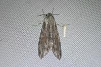 Agrius convolvuli