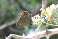 Satyrium w-album