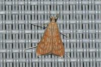 Antigastra catalaunalis