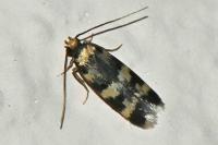 Oegoconia caradjai