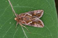 Chrysodeixis chalcites