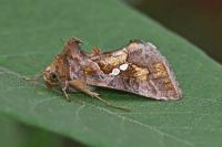 Chrysodeixis chalcites
