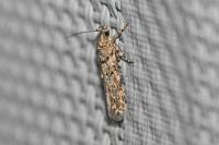 Teleiopsis diffinis