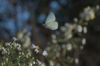 Pieris rapae